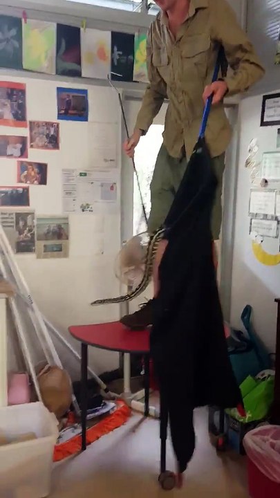 Six Foot Carpet Python in School