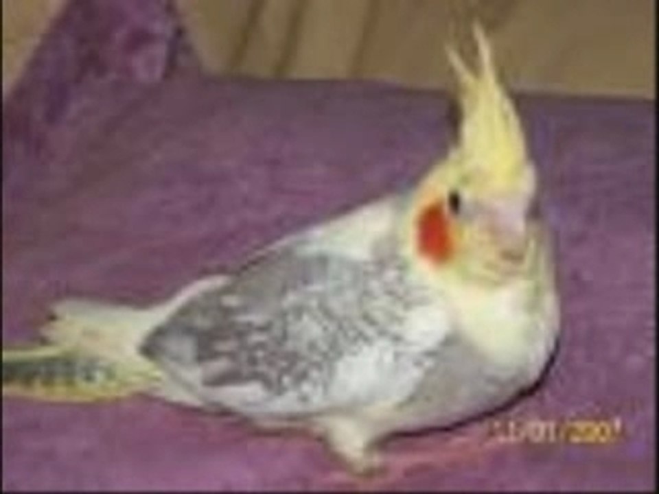 Oiseaux
