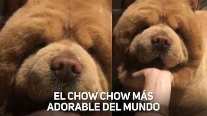 Te vas a enamorar de este Chow Chow