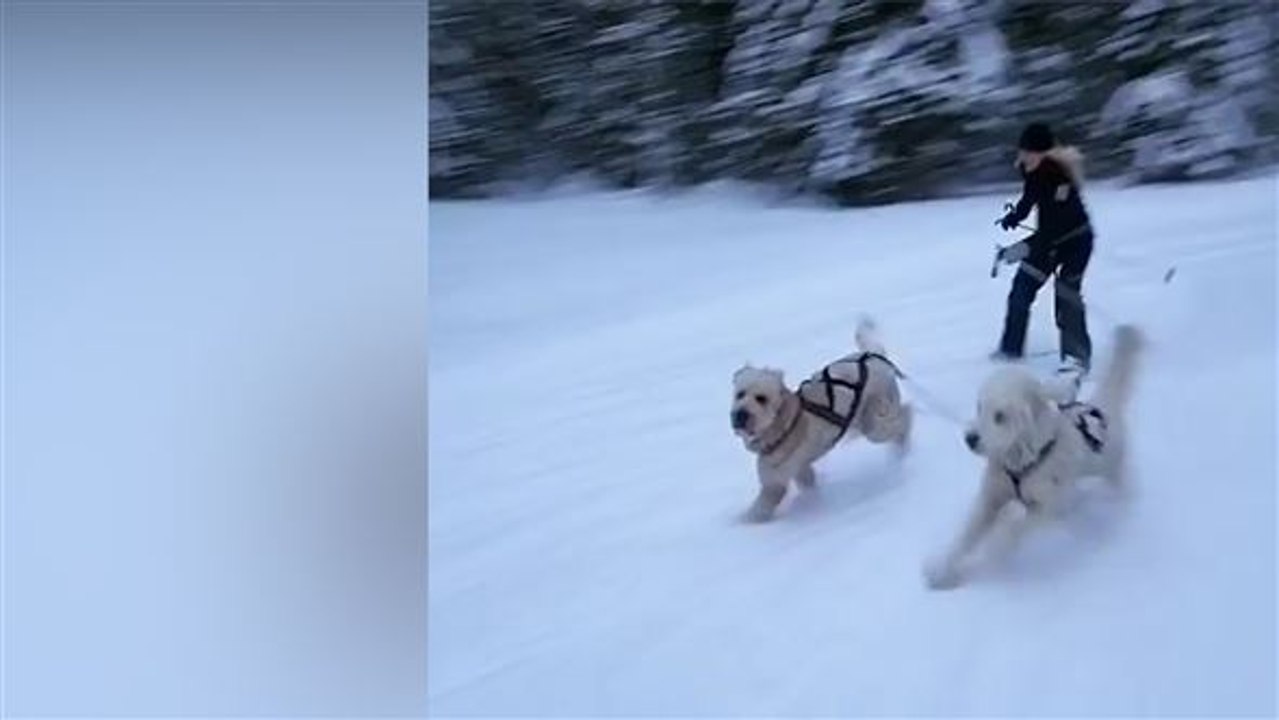 Wuscheliges duo: diese doodle sind pure energie