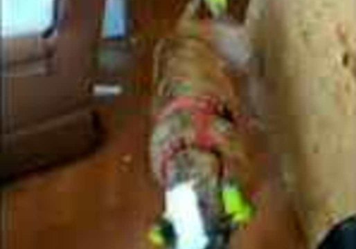 Doggie Booties Will Not Defeat This Pitbull Mix