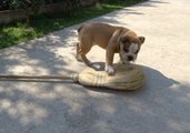 English Bulldog Puppy Attacks Broom