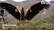 Un Condor réapprend à voler après 1 an en captivité