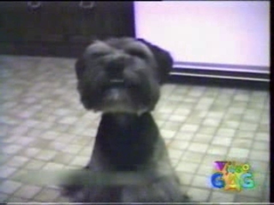 Drole chien marron sexy