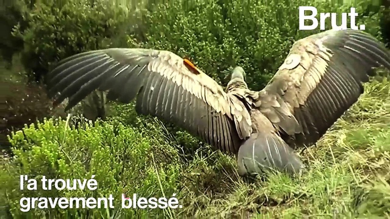 Après plus d'un an passé en cage, un condor des Andes retrouve la liberté au Pérou