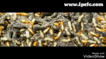 Pest Control | Termite Control | Rodent Control | Indian Pest Control