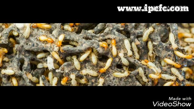 Pest Control | Termite Control | Rodent Control | Indian Pest Control