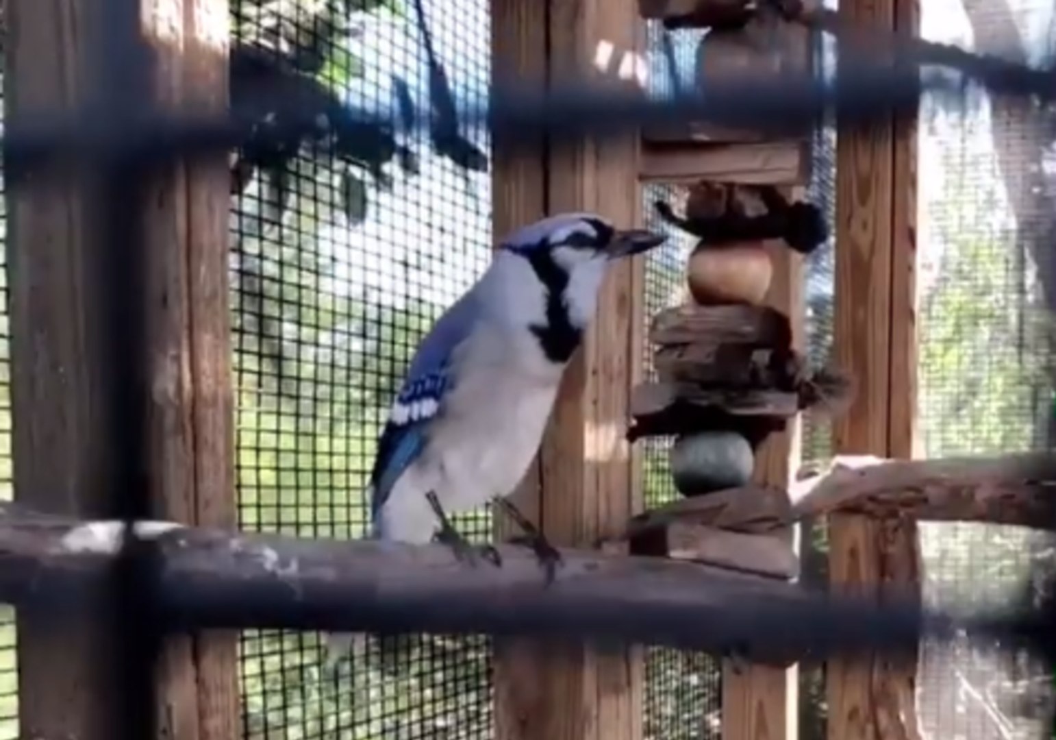 Blue Jay Expertly Mimics A Cat S Meow At Florida Bird Center Video Dailymotion