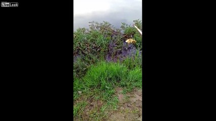 Ils pêchent avec un poussin au Vietnam... et ça marche !