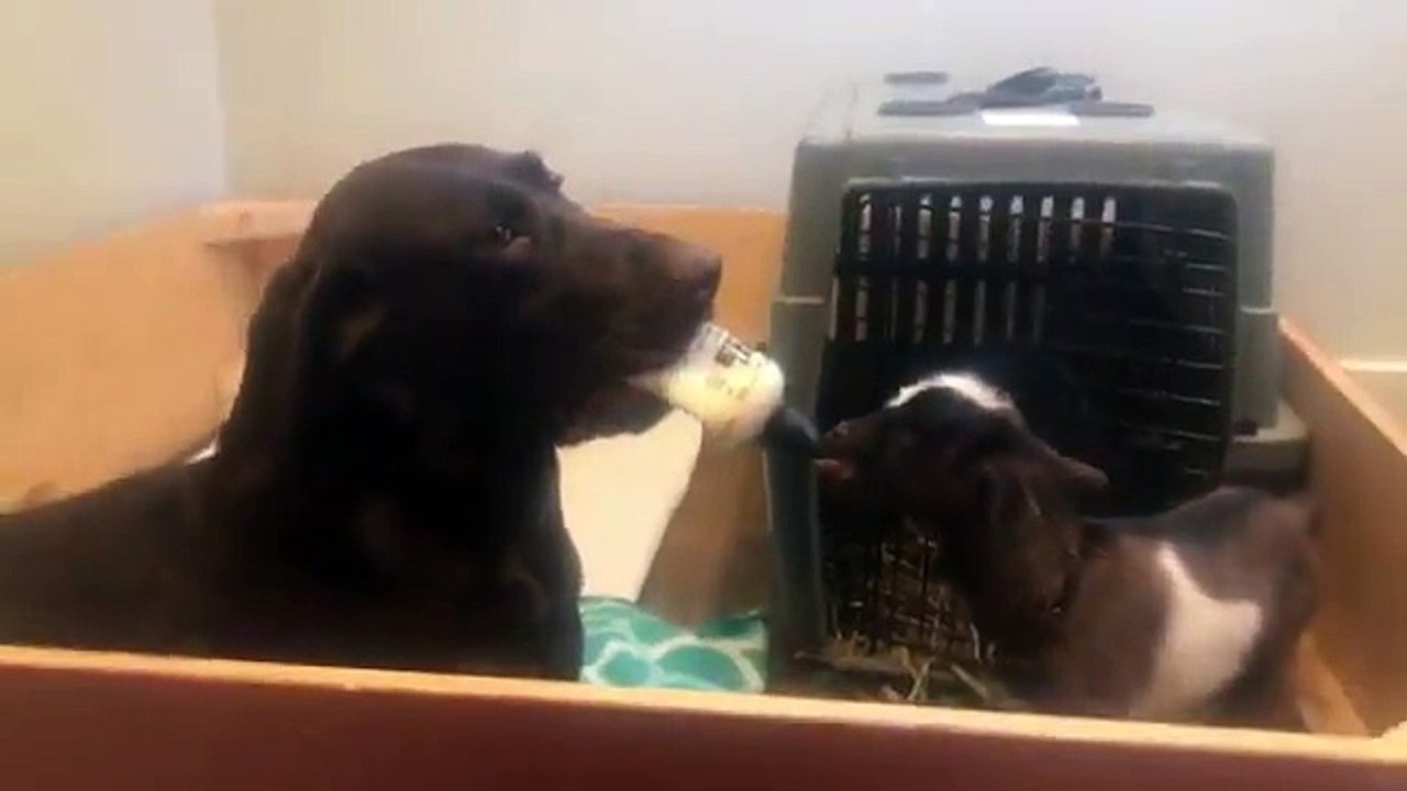 Ce chien nourrit un bébé chèvre au biberon !