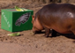 Who Will She Pick? Cincinnati Zoo's Fiona Makes Her Super Bowl LII Predictions