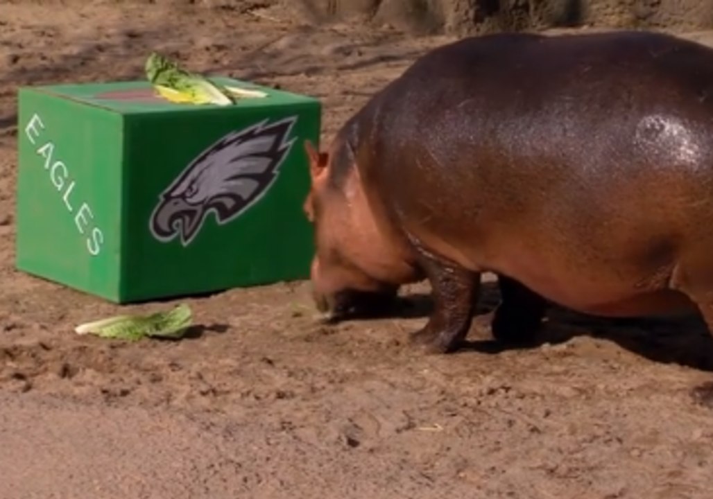 Who Will She Pick? Cincinnati Zoo's Fiona Makes Her Super Bowl LII Predictions