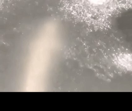 Big Fish Filmed Swimming Under Ice On Michigan Lake