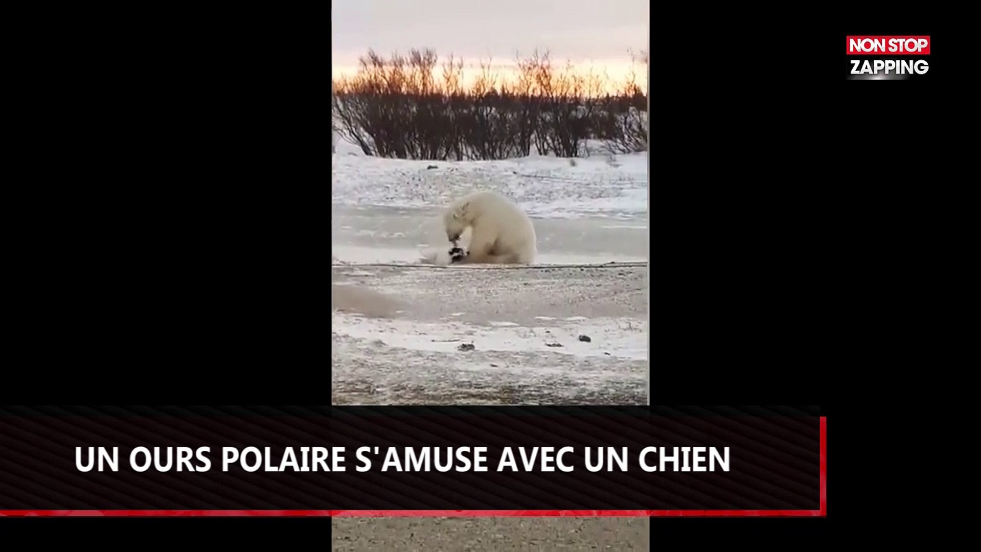 Un Ours Polaire Joue Avec Un Chien La Vidéo étonnante