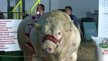 İzmir Uluslararası Tarım ve Hayvancılık Fuarı - 'Ağır Abiler Yarışıyor' yarışması - İZMİR