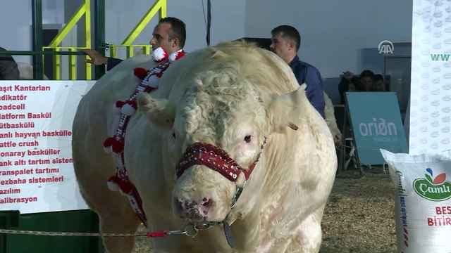 İzmir Uluslararası Tarım ve Hayvancılık Fuarı - 'Ağır Abiler Yarışıyor' yarışması - İZMİR