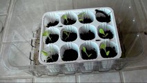 Hydroponics - How to Start Lettuce Seeds for Hydroponics The Easy Way - Part 2