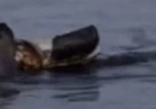 Sea Otter Feasts During Super Blue Blood Moon