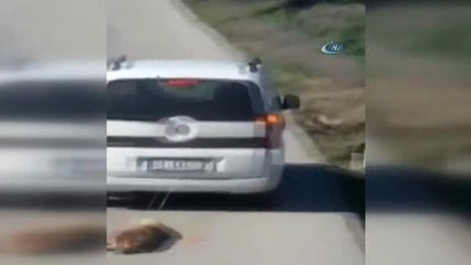 Vicdansızlığın Bu Kadarı... Köpeği Aracın Arkasına Bağlayıp Sürükledi