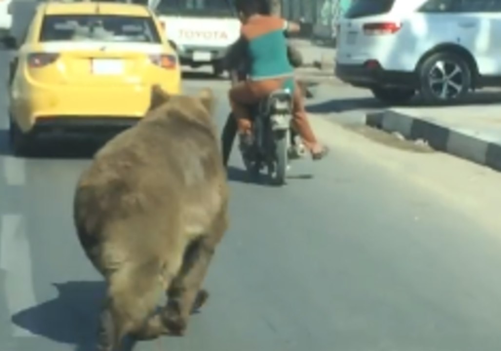 Lost Bear Wanders in Basra Streets