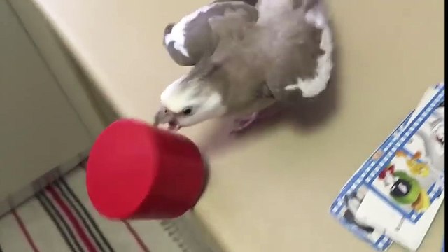 Un oiseau pire quun chat