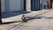 Un écureuil essaie de sauver son pote piégé dans les griffes d'un aigle... Solidarité animale
