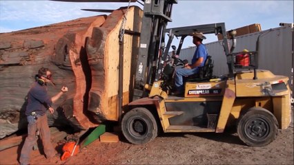 Il découpe une tranche de Séquoia géant en utilisant la plus grande scie du monde