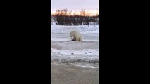 Un ours blanc et un chien jouent ensembles
