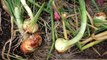 Growing Big Bulb Onions - From Seed to Harvest - Curing & Storing