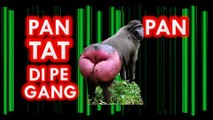 Kungpow Chickens - Pantat VS Toket (Feat. Ecko Show) [Lyric Video]