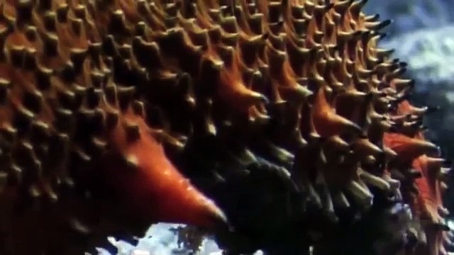 اكثر 9 حيوانات غريبه لن تتخيل أنها موجودة ..!!