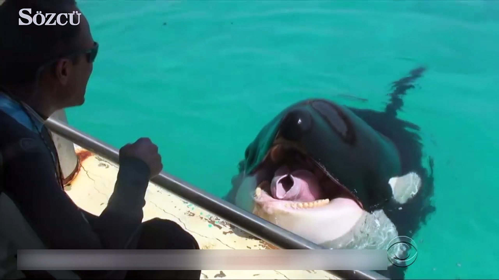 Katil balinadan insan sesi taklidi - Dailymotion Video