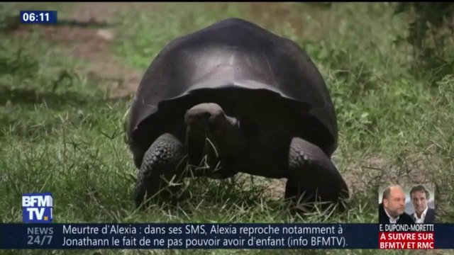 Ces tortues géantes viennent de naître et pourraient atteindre les deux mètres