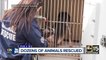 Dozens of animals rescued from PHX boarding facility