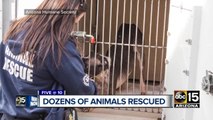 Dozens of animals rescued from PHX boarding facility