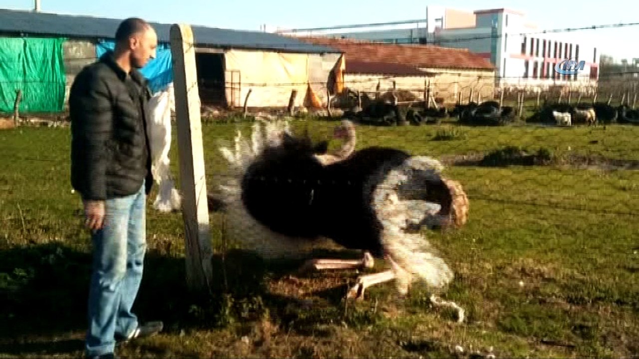 Avcının hayvan sevgisi