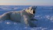 ذوبان الجليد يهدد بانقراض دببة القطب الشمالي