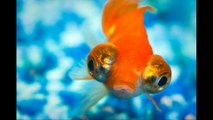 telescope eye goldfish