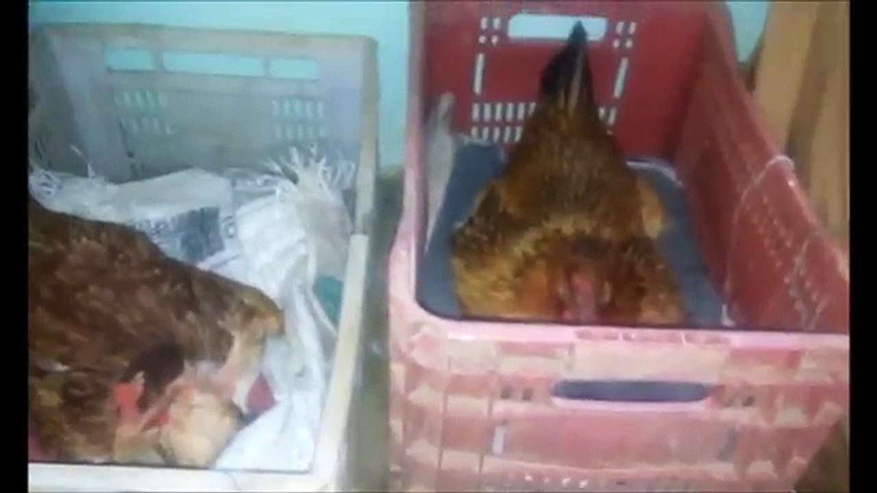 Como mudar galinha choca de ninho de maneira fácil