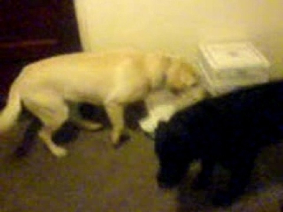 mes chienne