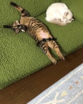 Ce chat a une drôle de façon de dormir...