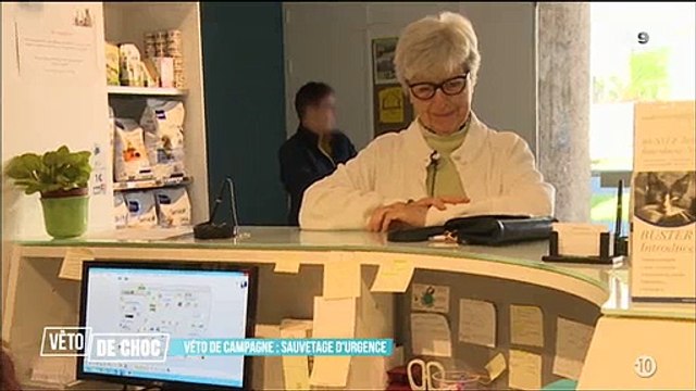 Dans Véto de choc , les vétérinaires tentent de sauver un chat qui a reçu des dizaines de coups de fusil ! Regardez