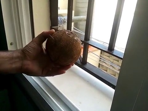 Как быстро раскрыть кокос.