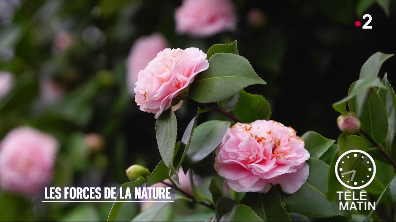Jardin - Les forces de la nature