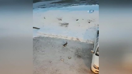 Tavşanların Kavgası Kameralara Böyle Yansıdı