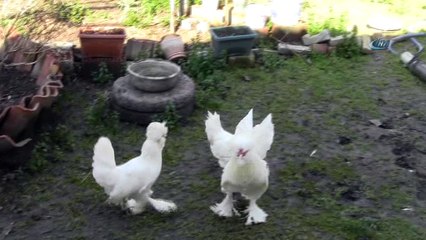 Bu yumurtanın tanesi 40 lira