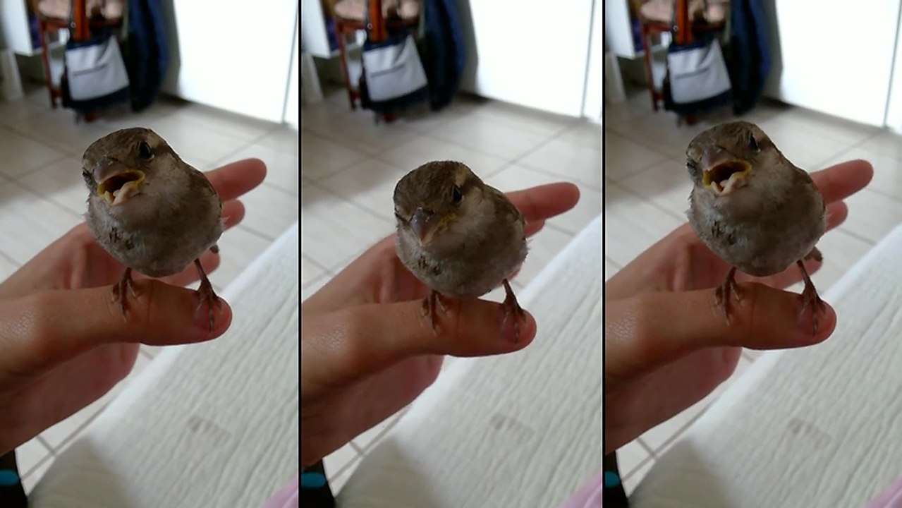Un moineau écoute une femme chanter une chanson