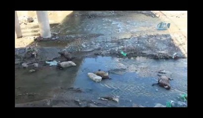 Telef olan koyunları Oltu Çayı'na attılar