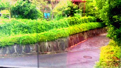 Nature Sounds On A Rainy Day