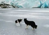 Talented Border Collie Shows Off Olympic Curling Skills